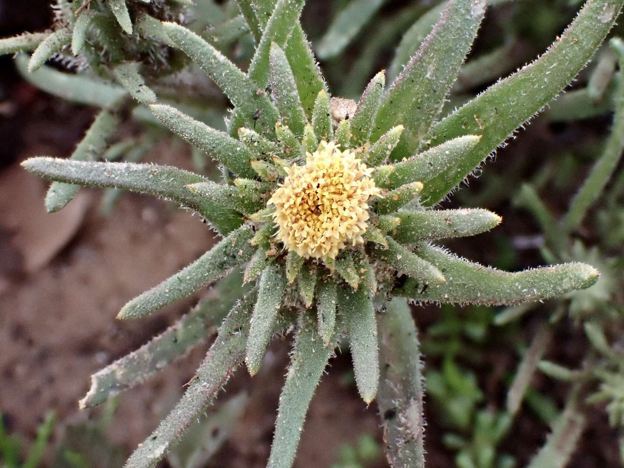 Image of Podotheca angustifolia (Labill.) Less.