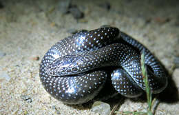 Image of Common Wolf Snake