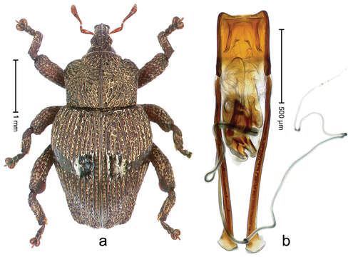 Image of Trigonopterus alaspurwensis Riedel 2014