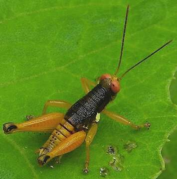 Image of Psiloscirtus apterus (Scudder & S. H. 1875)