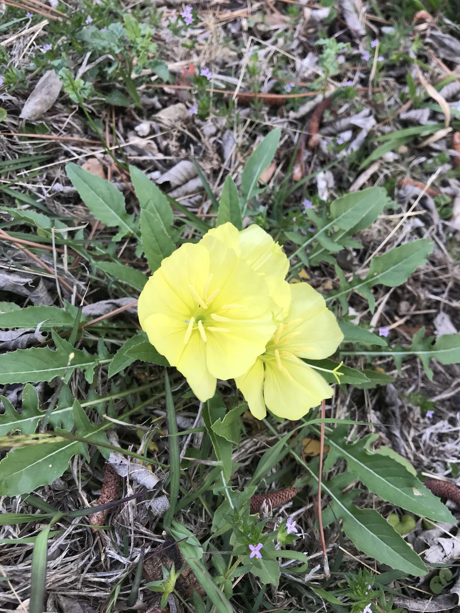 Image of Evening primrose