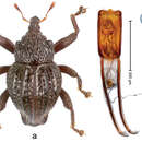 Image of Trigonopterus angulicollis Riedel 2014