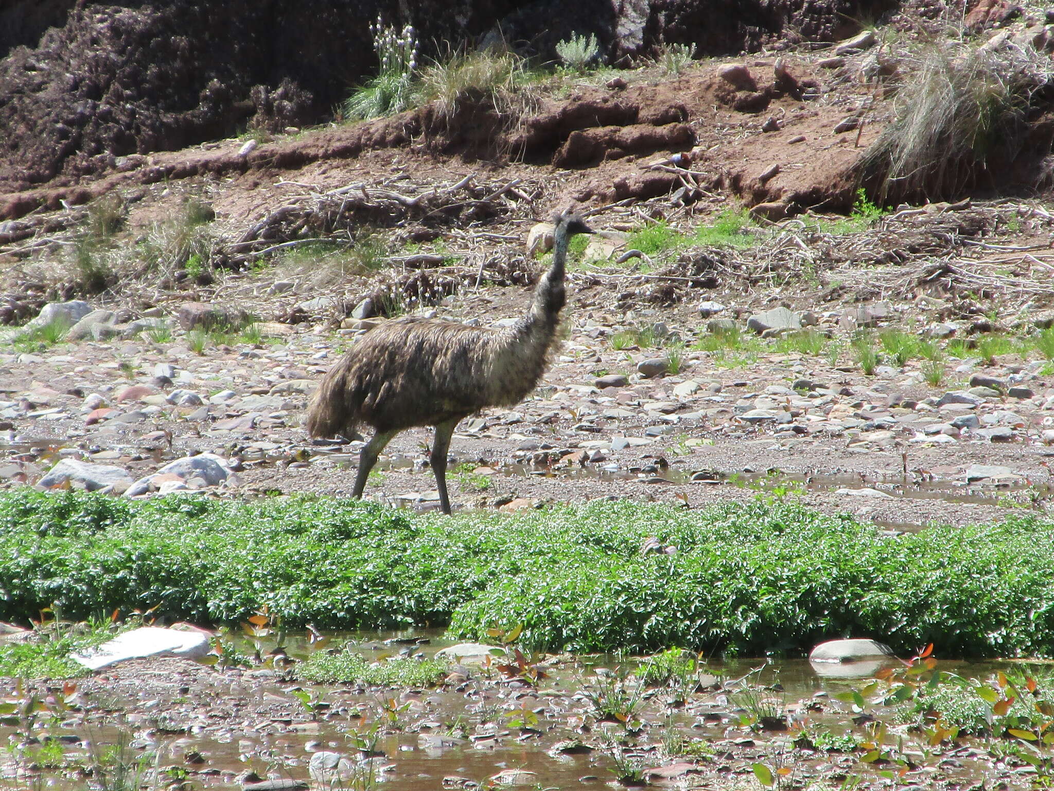 Image of cassowaries and relatives