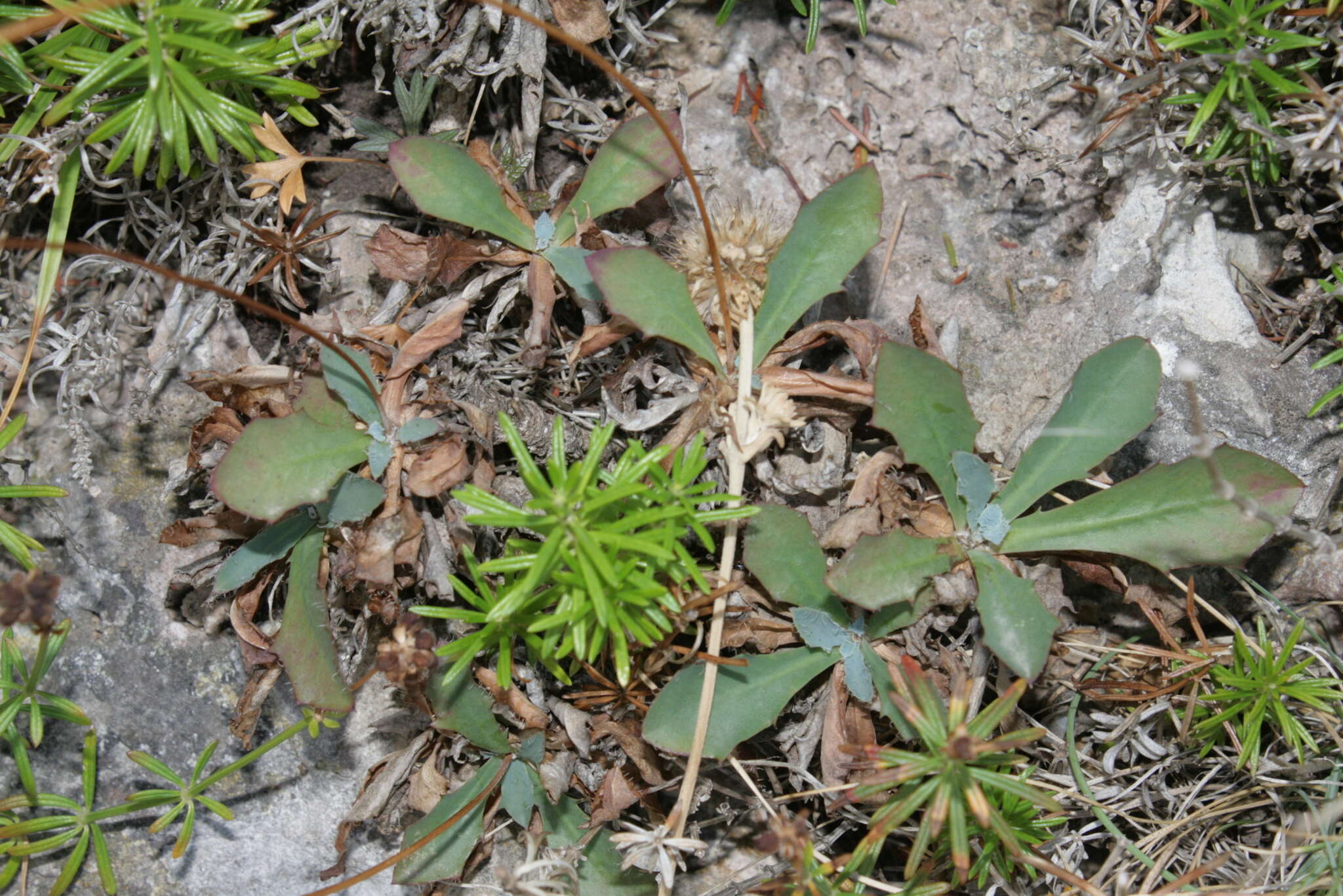 Hypochaeris laevigata (L.) Cesati resmi