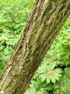 Image of shellbark hickory