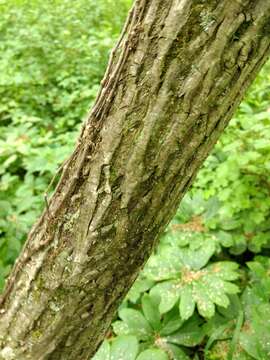 Image of shellbark hickory