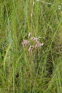 Image of Jurinea multiflora (L.) B. Fedtsch.