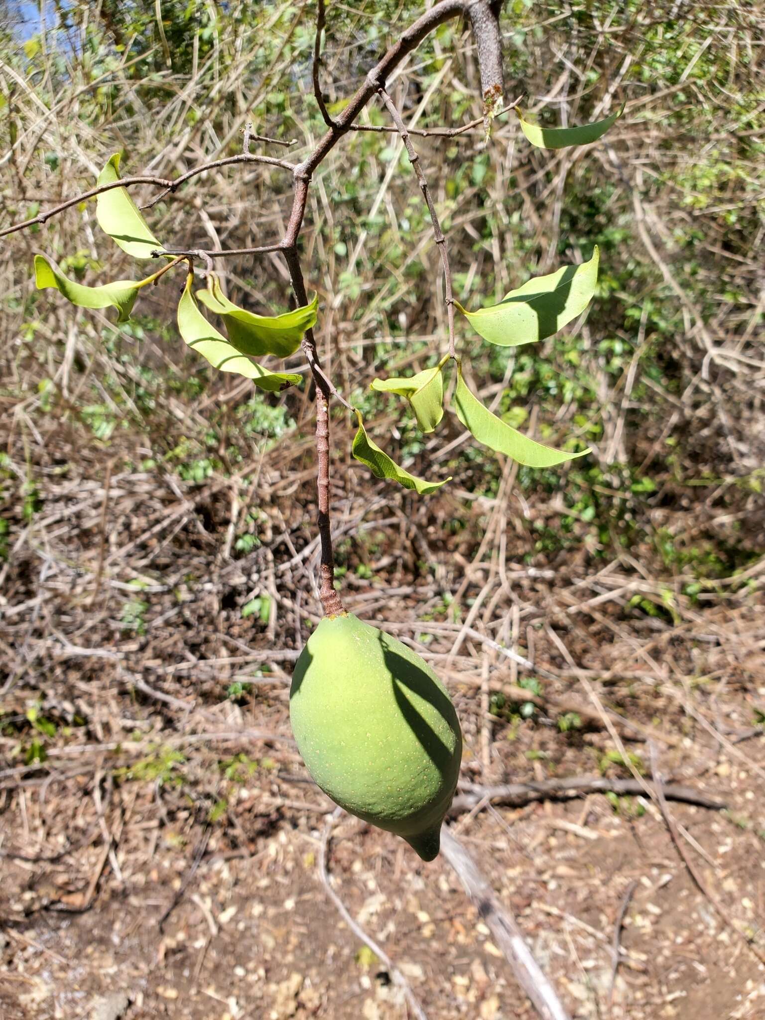 Image of Landolphia myrtifolia (Poir.) Markgr.