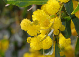 Image of orange wattle