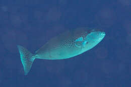 Image of Elongate Unicornfish