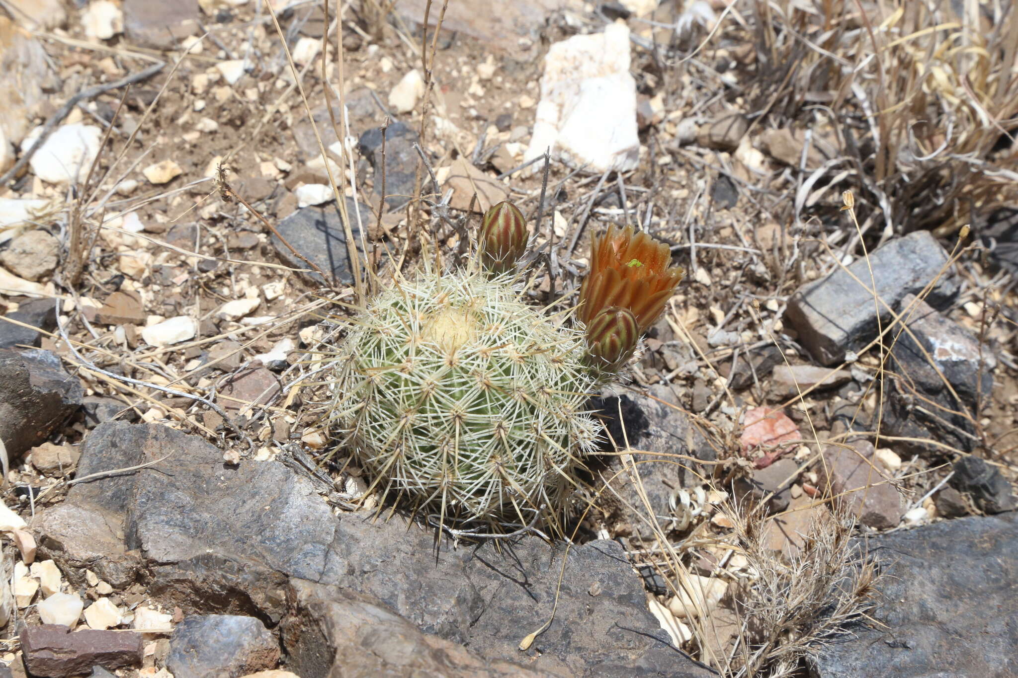 Image de Echinocereus viridiflorus subsp. correllii (L. D. Benson) W. Blum & Mich. Lange