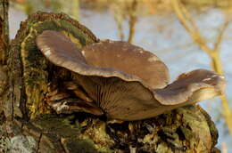 Image of Pleurotus ostreatus (Jacq.) P. Kumm. 1871