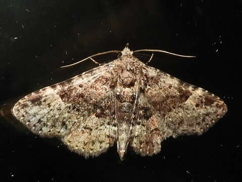 Image of Common Fungus Moth