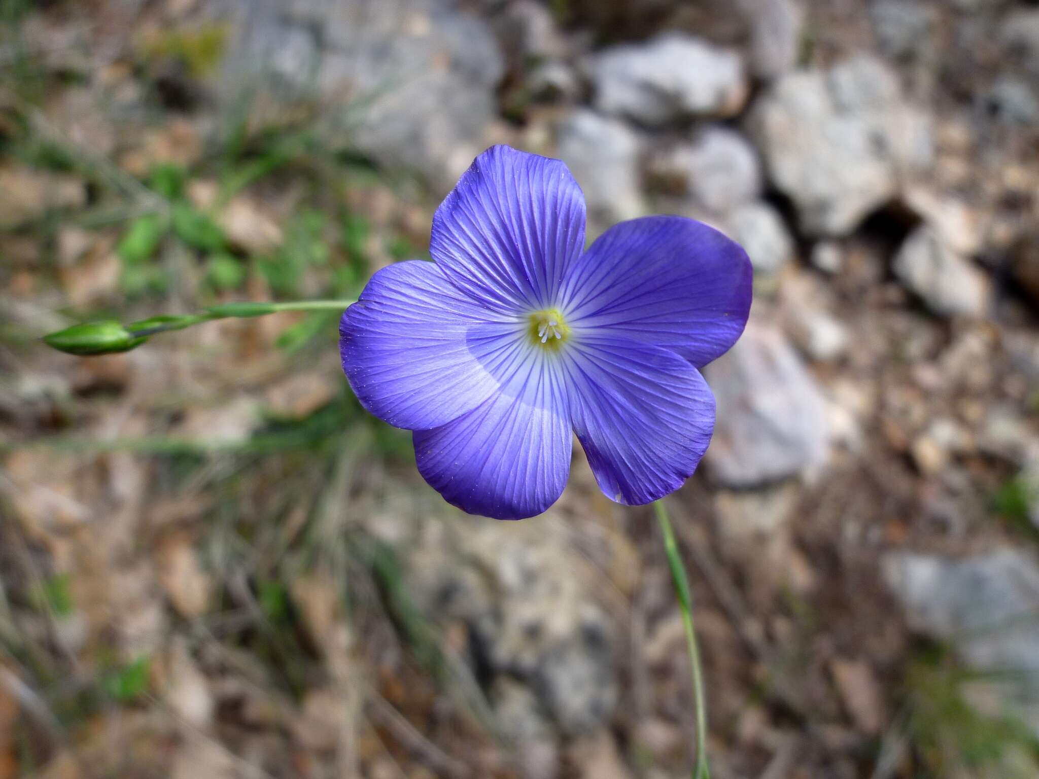 Image of Blue flax