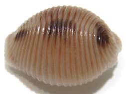 Image of European cowrie