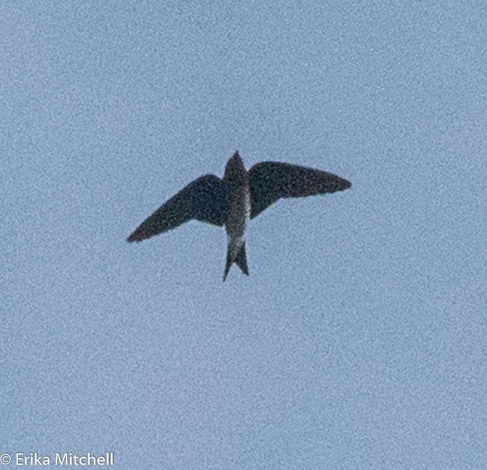 Image de Hirondelle à ventre blanc