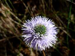 Image of Globularia vulgaris L.