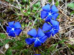 Plancia ëd Gentiana verna L.