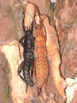 Image of Eurycantha