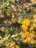 Image of Colletes ochraceus Swenk 1906