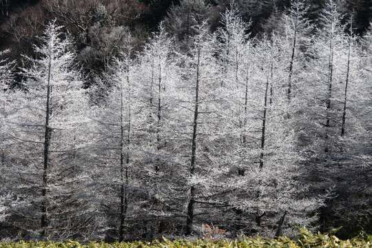 Image of Japanese Larch