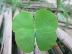 Image of waterclover