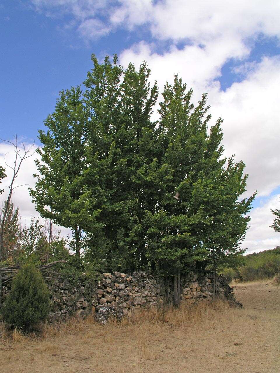 Image of elm