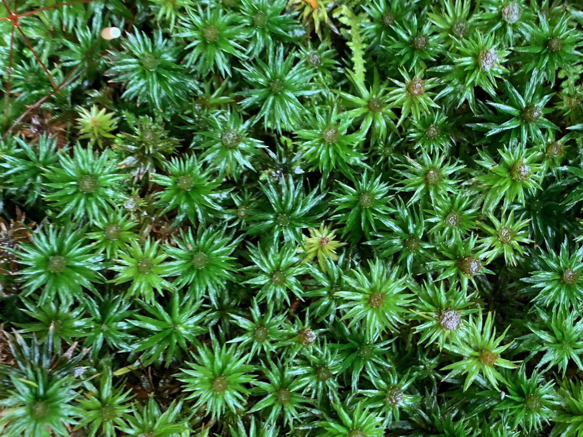 Image of contorted pogonatum moss