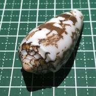 Image of Striated cone snail