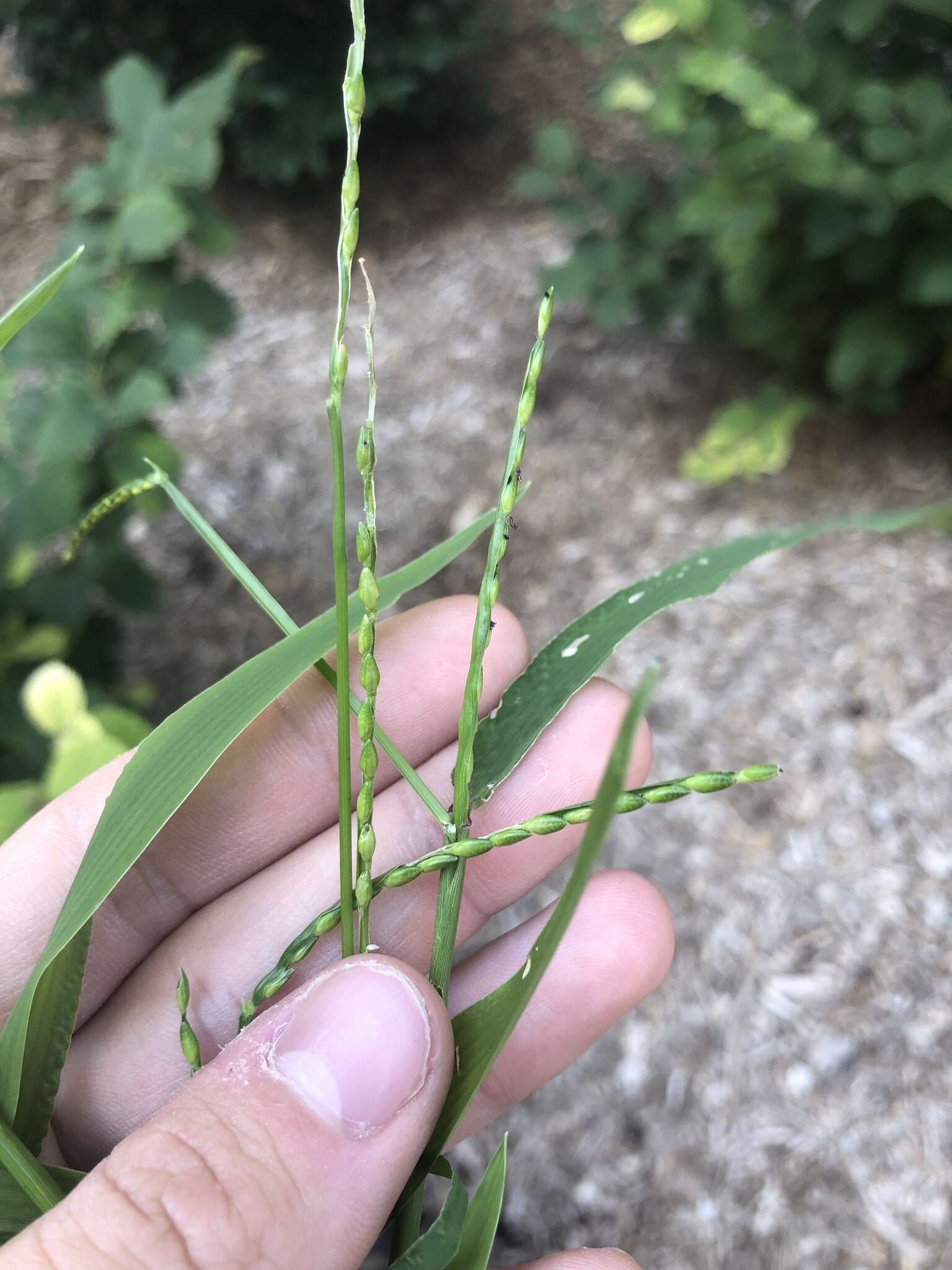 Plancia ëd Brachiaria platyphylla (Munro ex C. Wright) Nash