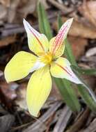 Caladenia flava subsp. flava resmi