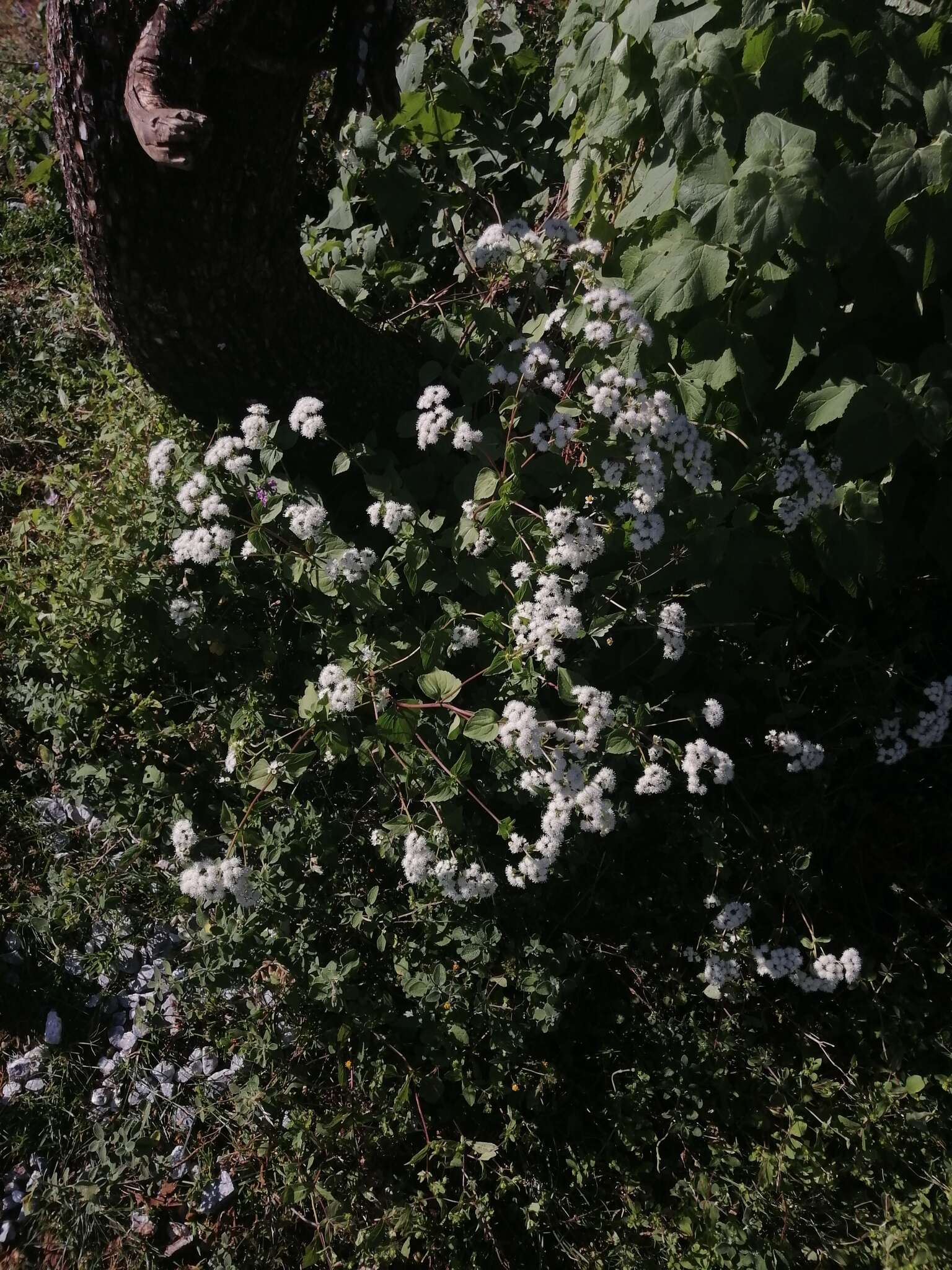 Image of Ageratina pichinchensis (Kunth) R. King & H. Rob.