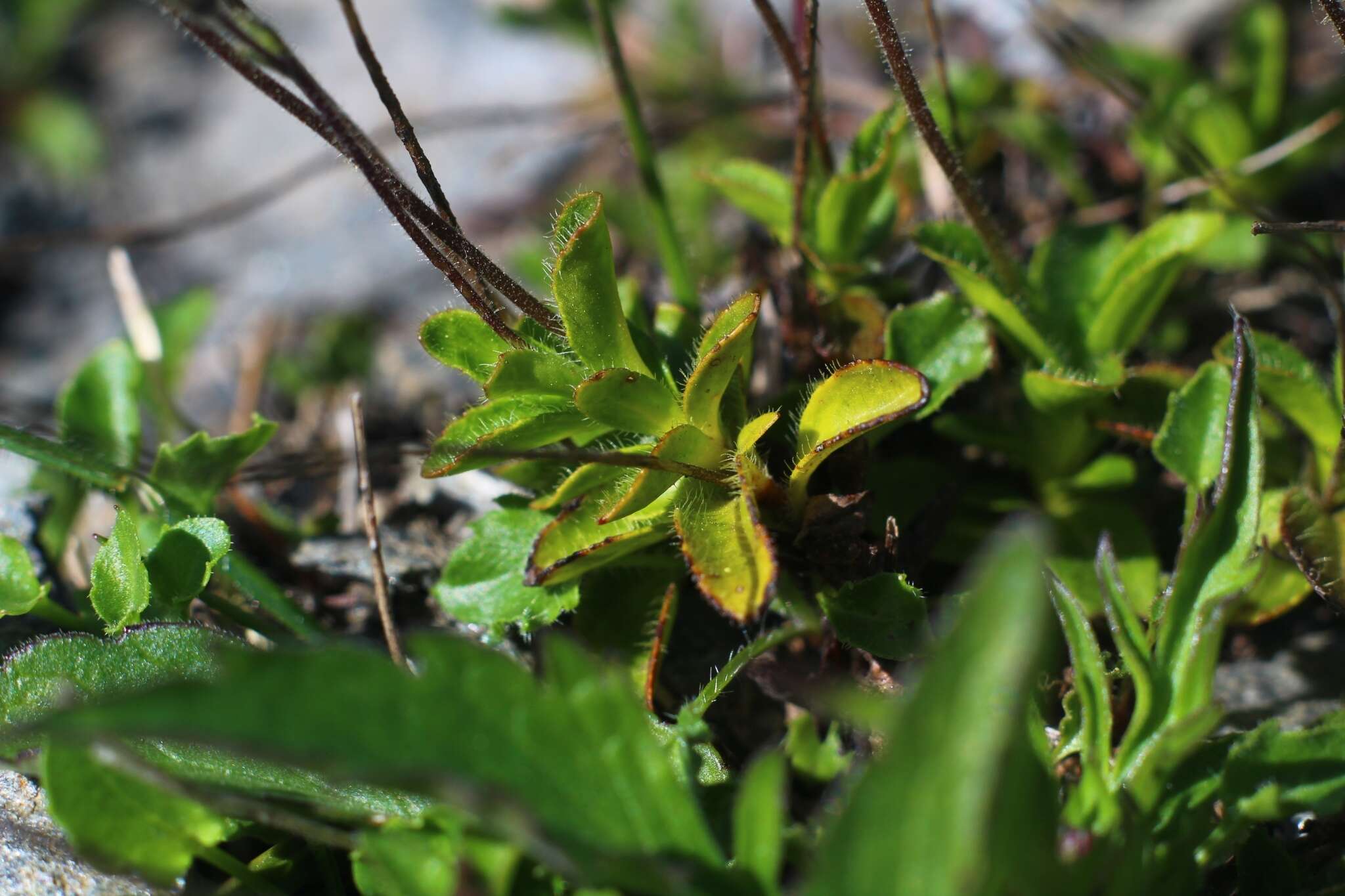 Image of leafless-stemmed speedwell