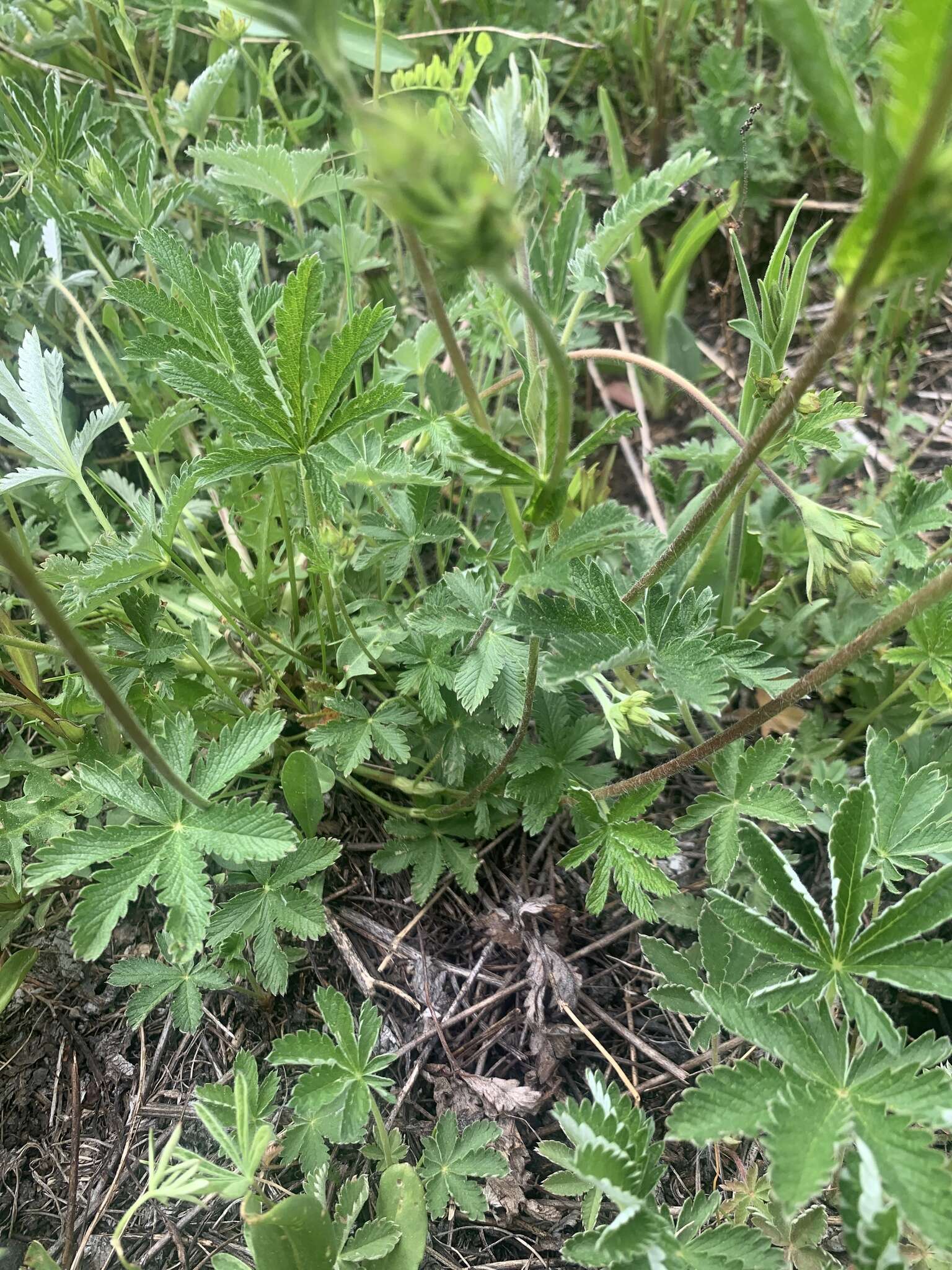 Image of Soft Cinquefoil