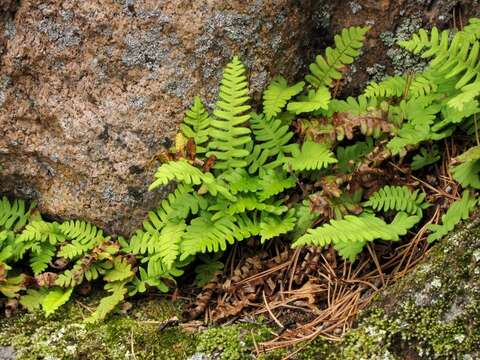 Polypodium sibiricum Siplivinsky的圖片