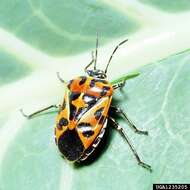 Image of Harlequin Bug