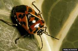 Image of Harlequin Bug