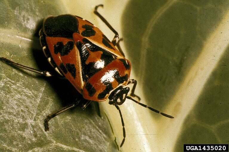 Image of Harlequin Bug