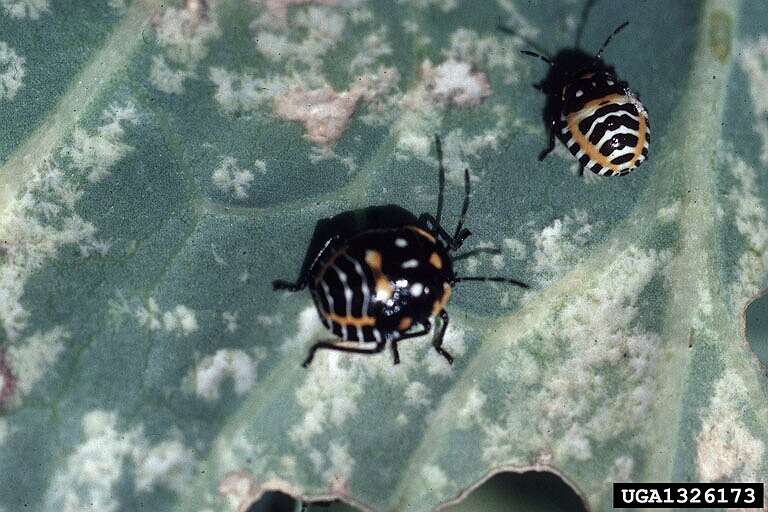 Image of Harlequin Bug