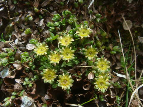 Image of Saxifraga styriaca Köckinger