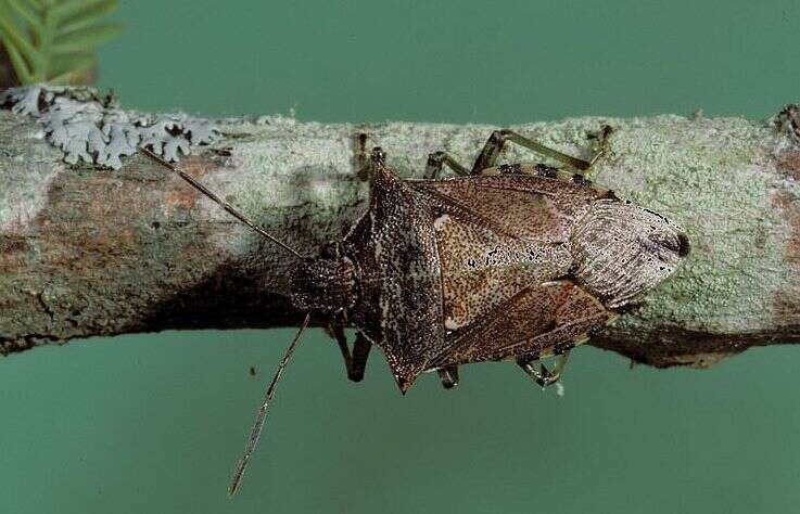 Image of Spined Soldier Bug