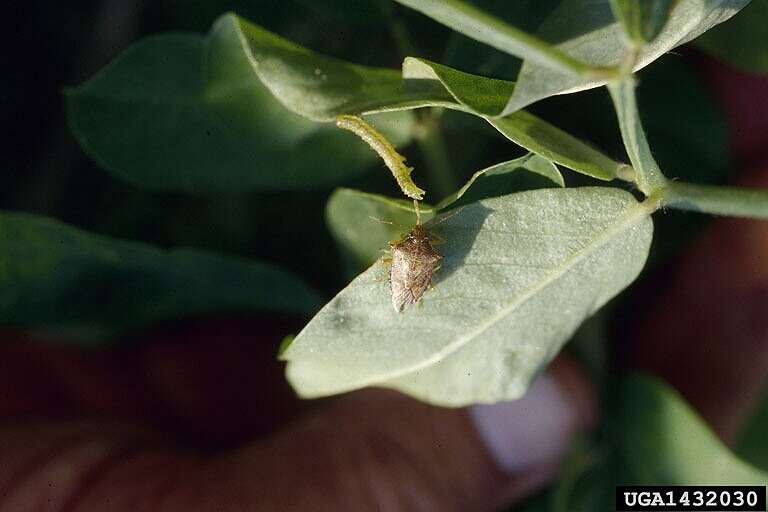 Image of Spined Soldier Bug