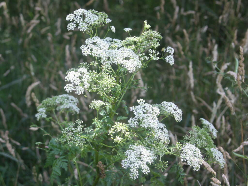 Image of poison hemlock