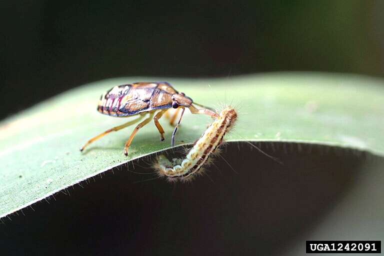 Image of Spined Soldier Bug