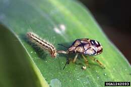 Image of Spined Soldier Bug