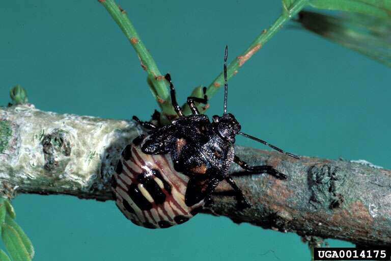 Image of Spined Soldier Bug