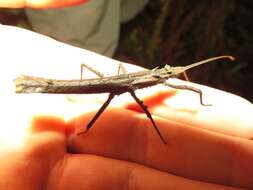 Image of Creoxylus biaculeatus Conle, Hennemann & Gutiérrez 2011