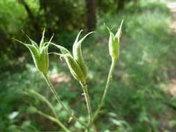 Plancia ëd Aquilegia vulgaris L.