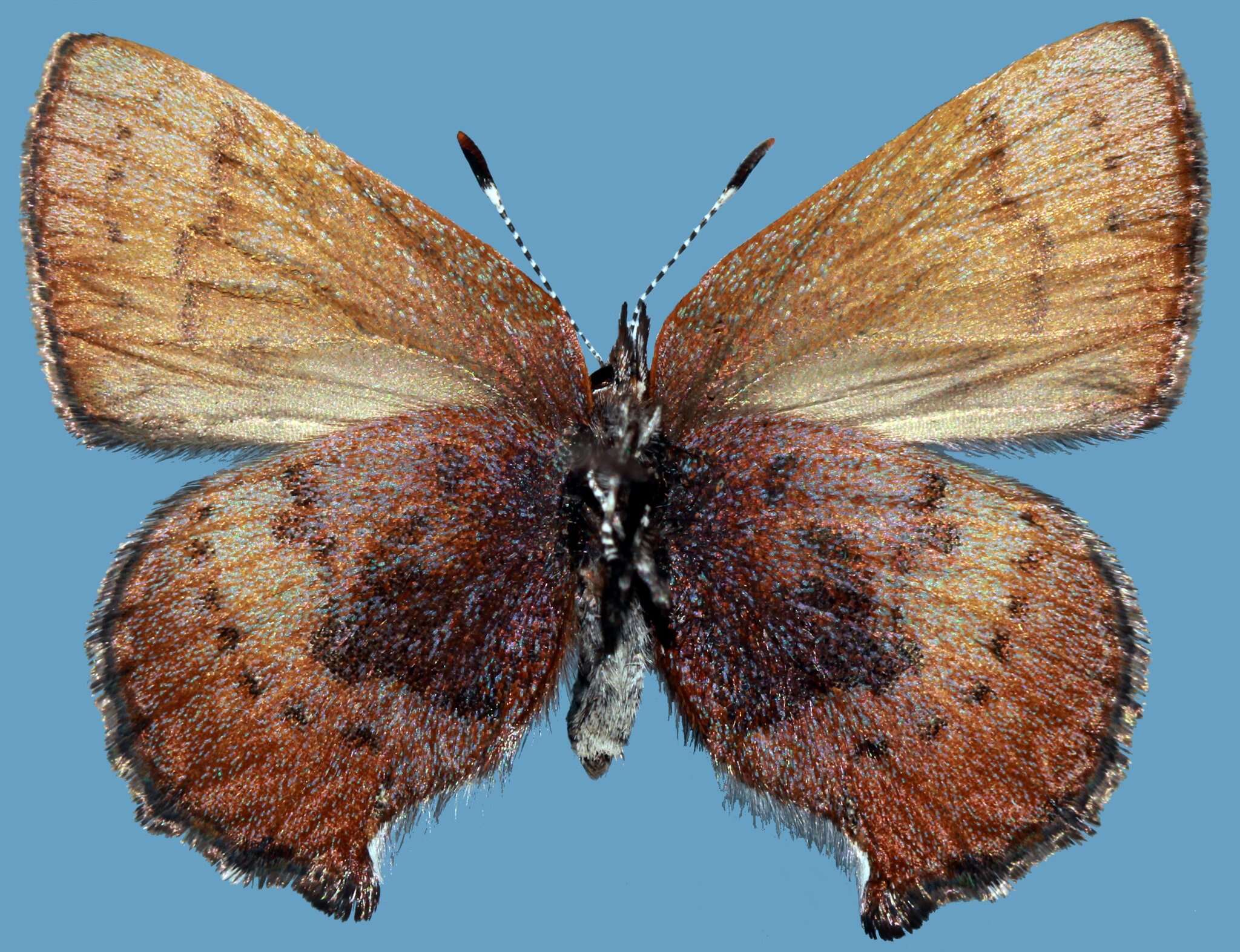 Image of Callophrys augustinus concava