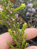 Sivun Leptospermum liversidgei R. T. Baker & H. G. Smith kuva